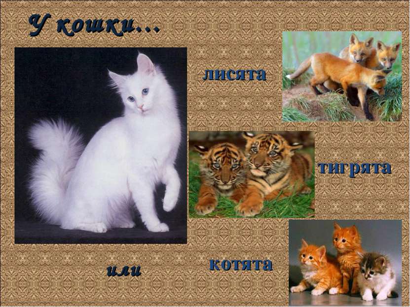 У кошки… котята тигрята лисята или