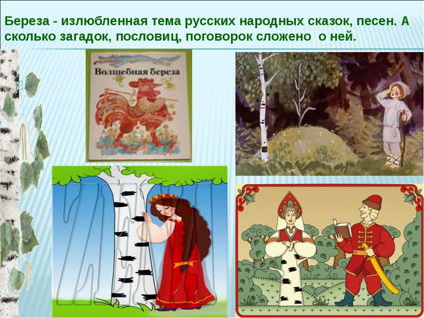 Береза - излюбленная тема русских народных сказок, песен. А сколько загадок, ...