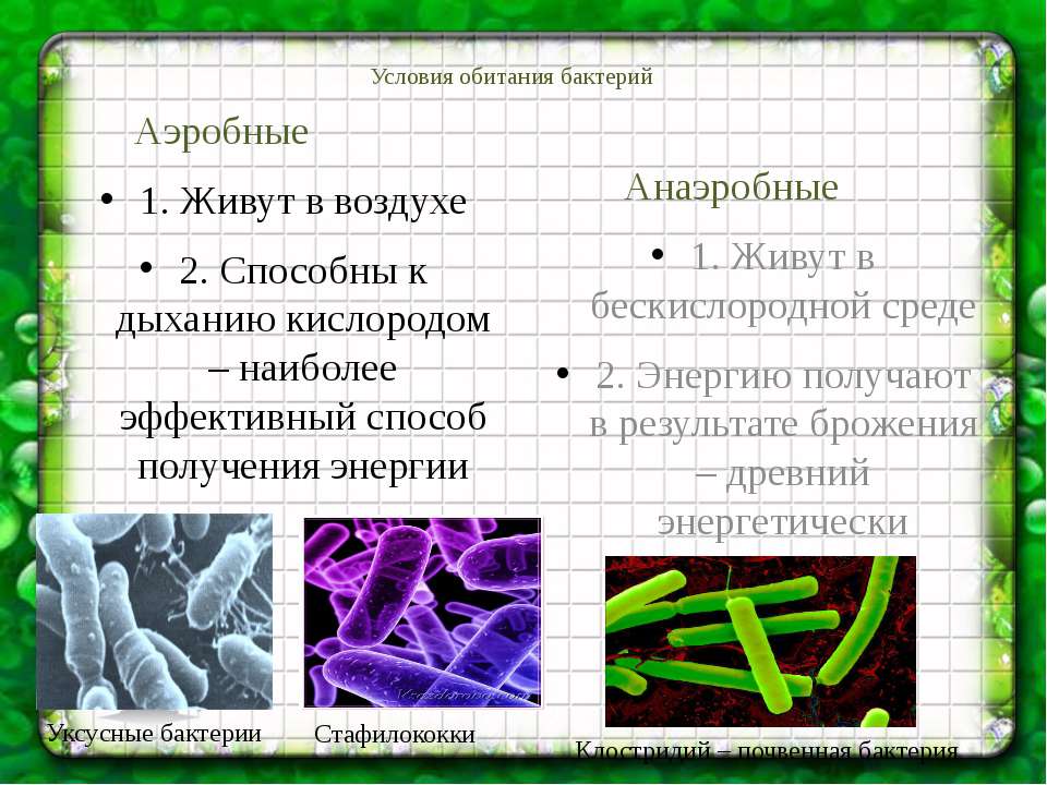 Аэробная среда. Аэробные бактерии и анаэробные бактерии. Аэробные и анаэробные микроорганизмы. Аэробные микроорганизмы. Организмы анаэробы.