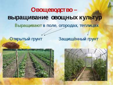 Овощеводство – выращивание овощных культур Выращивают в поле, огородах, тепли...