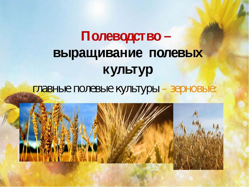 Полеводство – выращивание полевых культур главные полевые культуры – зерновые: