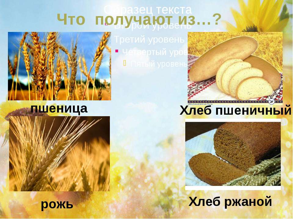 Окружающий мир тест на тему растениеводство. Растениеводство презентация. Рожь хлеб. Сообщение о отрасли растениеводства. Растениеводство в нашем крае.