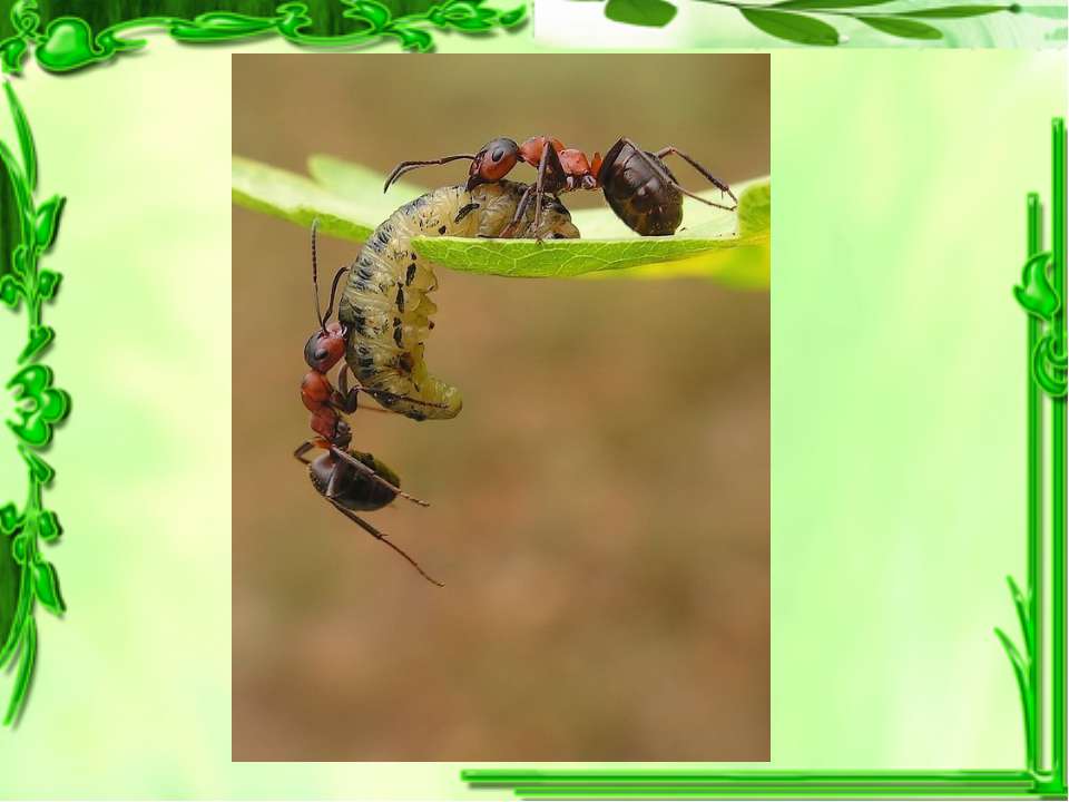 Летом рыбаки разрушили муравейник. Муравьи санитары. Изучение поведения муравьев в муравейнике. Муравей слайд. Муравьи санитары леса.