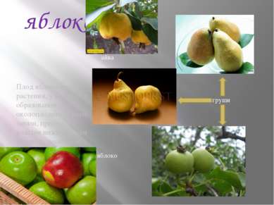 яблоко Плод яблоко имеют растения, у которых в образовании околоплодника кром...