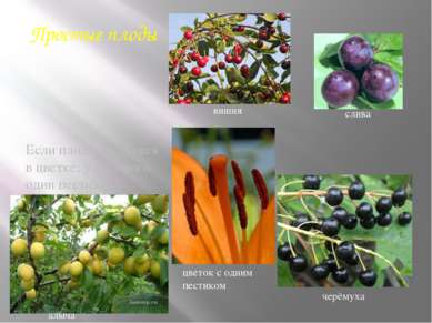 Простые плоды Если плод образуется в цветке, у которого один пестик и соответ...