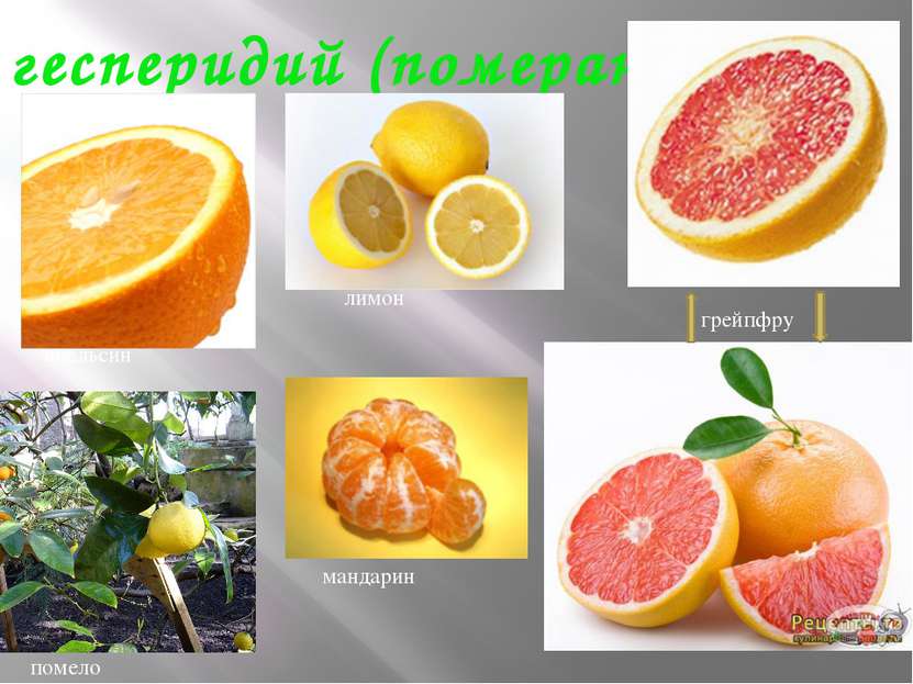 гесперидий (померанец) апельсин помело лимон грейпфрут мандарин