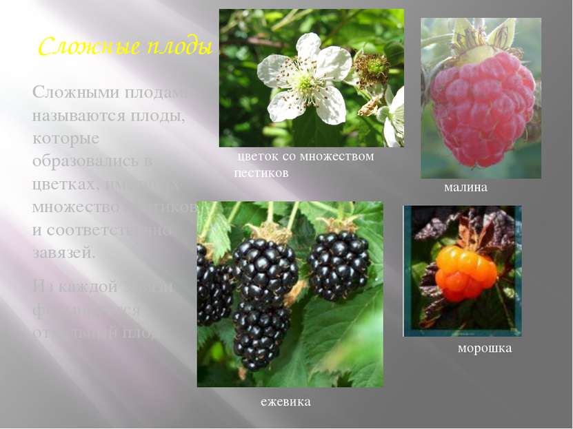 Сложные плоды Сложными плодами называются плоды, которые образовались в цветк...