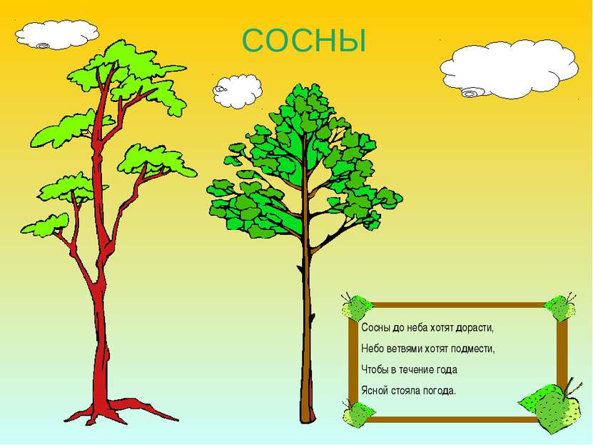 СОСНЫ Сосны до неба хотят дорасти, Небо ветвями хотят подмести, Чтобы в течен...