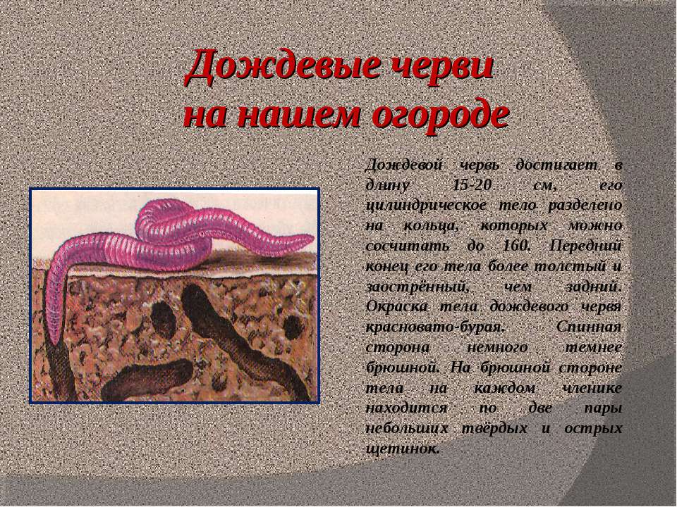 Дождевой червь какая биологическая наука. Кольчатые черви Малощетинковые дождевой червь. Доклад про дождевых червей. Доклад о дождевых червях.