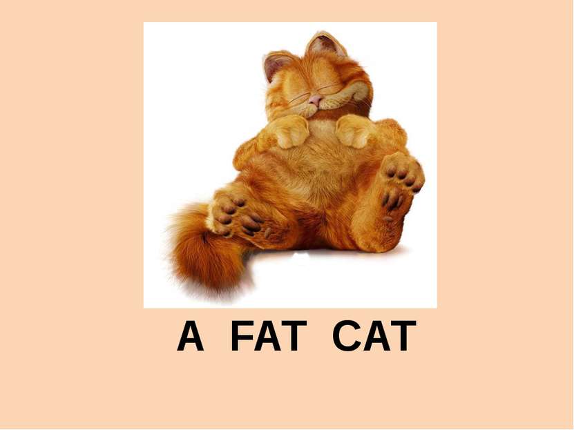 A FAT CAT