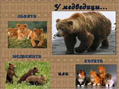 У медведицы… медвежата котята львята или