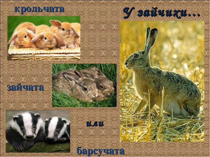 У зайчихи… крольчата зайчата или барсучата