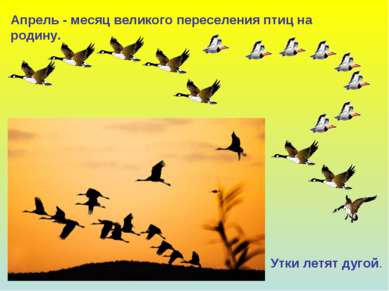 Апрель - месяц великого переселения птиц на родину. Утки летят дугой.