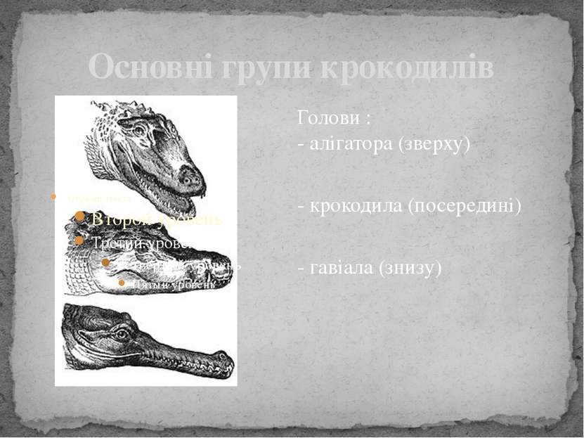 Основні групи крокодилів Голови : - алігатора (зверху) - крокодила (посередин...