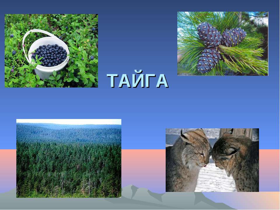 Природное сообщество тайга. Тайга природная зона. Тайга презентация. Тайга слайд. Растения тайги.