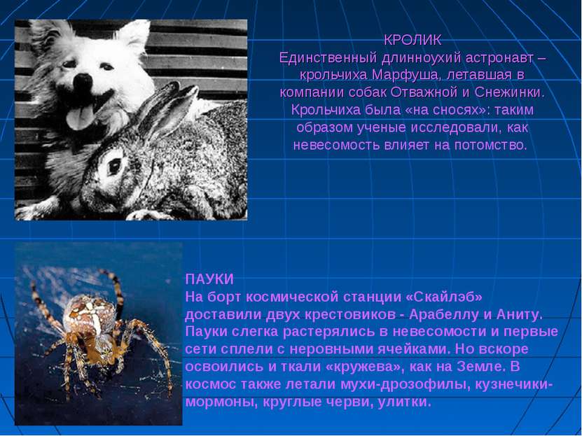 КРОЛИК Единственный длинноухий астронавт – крольчиха Марфуша, летавшая в комп...