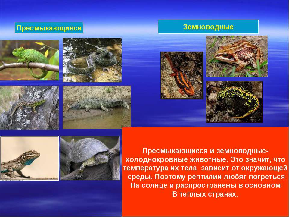 Температура тела у рептилий. Земноводные и присмыкающиес. Земноводныеприсмвкающиеся. Рептилии и земноводные. Земноводные рептилии и пресмыкающиеся.