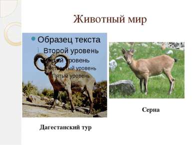 Животный мир Дагестанский тур Серна