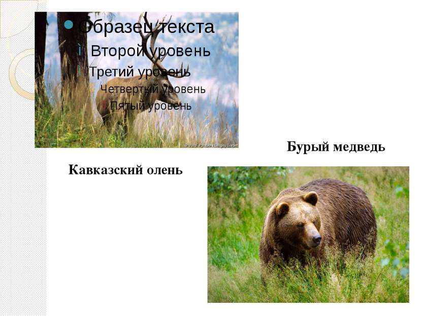 Кавказский олень Бурый медведь