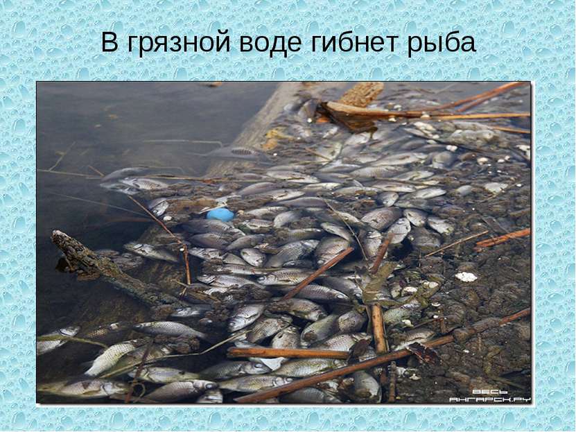 В грязной воде гибнет рыба