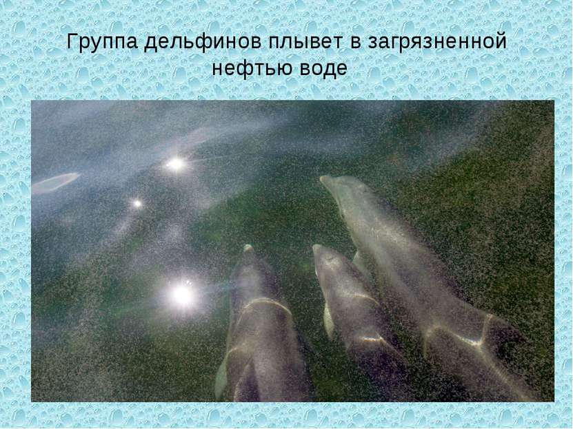 Группа дельфинов плывет в загрязненной нефтью воде