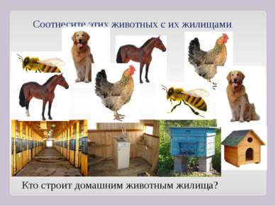 Соотнесите этих животных с их жилищами. Кто строит домашним животным жилища?