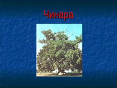 Чинара