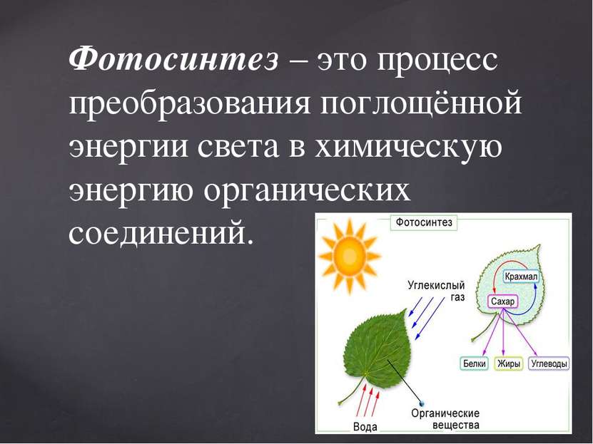 Фотосинтез – это процесс преобразования поглощённой энергии света в химическу...