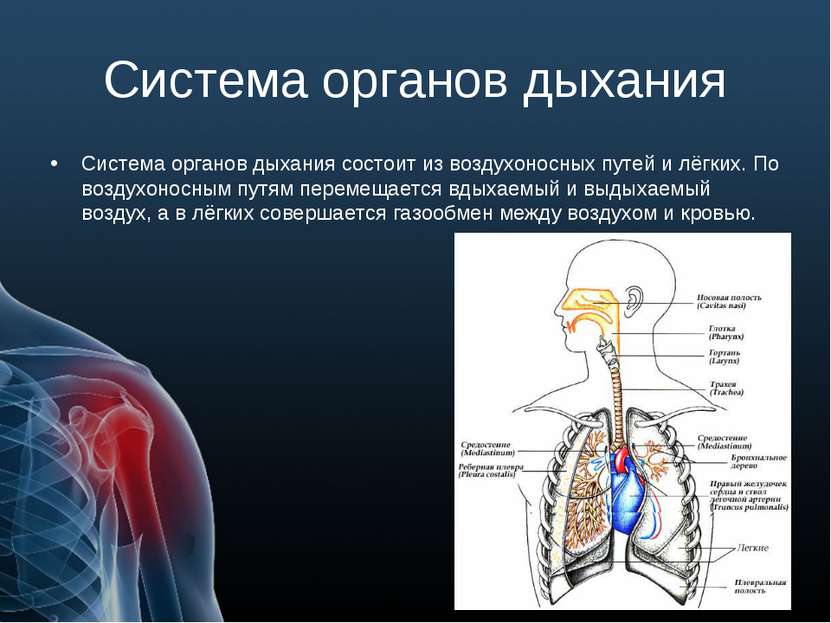 Система органов дыхания Система органов дыхания состоит из воздухоносных путе...