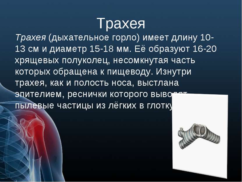 Трахея Трахея (дыхательное горло) имеет длину 10-13 см и диаметр 15-18 мм. Её...