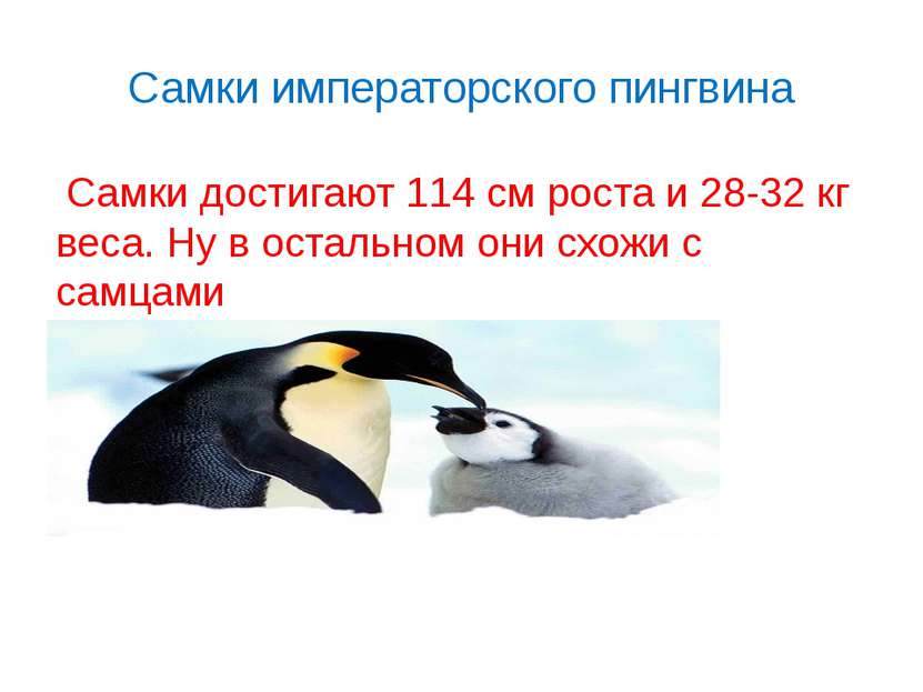Самки императорского пингвина Самки достигают 114 см роста и 28-32 кг веса. Н...