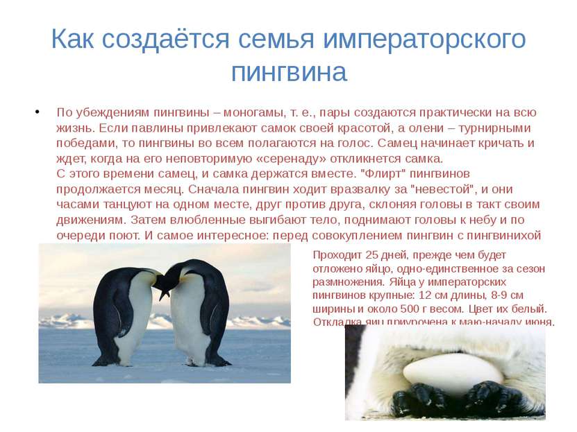 Как создаётся семья императорского пингвина По убеждениям пингвины – моногамы...
