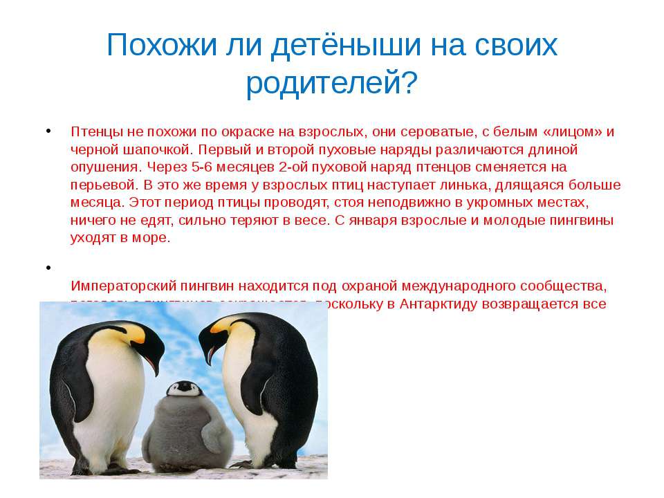 У какого пингвина всегда есть действие. Пингвины презентация. Всё о пингвинах. Чем кормит своих детёнышей Императорский Пингвин. Императорский Пингвин как они заботятся о своих детенышах.