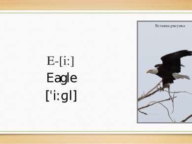 E-[i:] Eagle [ˈiːɡl]