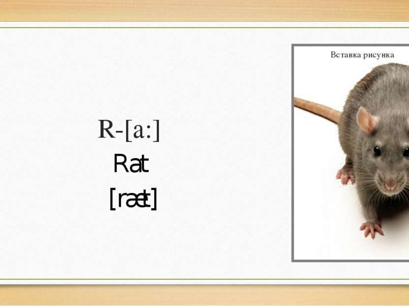 R-[a:] Rat [ræt]