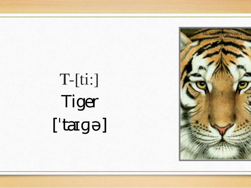 T-[ti:] Tiger [ˈtaɪɡə]