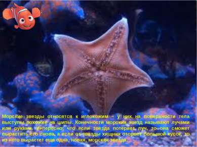 Морские звезды относятся к иглокожим – у них на поверхности тела выступы похо...