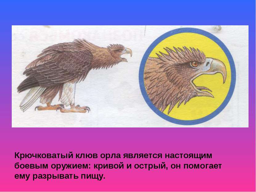 Крючковатый клюв орла является настоящим боевым оружием: кривой и острый, он ...