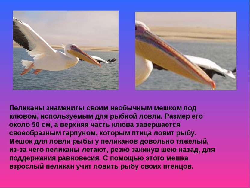 Пеликаны знамениты своим необычным мешком под клювом, используемым для рыбной...