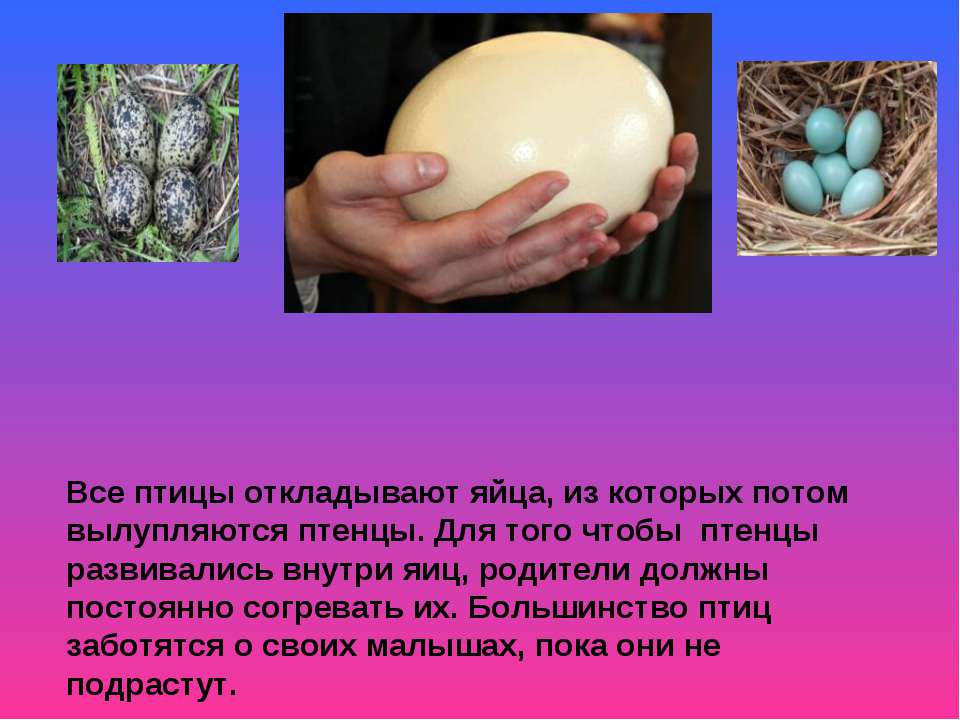 Какие животные не откладывают яйца. Яйца птиц. Какие птицы откладывают яйца. Животные которые откладывают яйца. Яйцо из которого вылупляется.