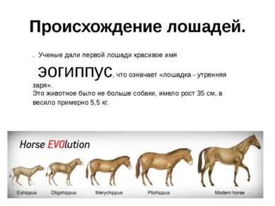Происхождение лошадей. . Ученые дали первой лошади красивое имя эогиппус, что...