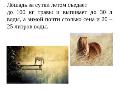 Лошадь за сутки летом съедает до 100 кг травы и выпивает до 30 л воды, а зимо...