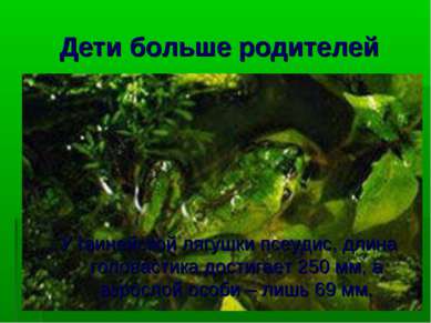 Дети больше родителей У гвинейской лягушки псеудис, длина головастика достига...
