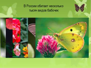 В России обитает несколько тысяч видов бабочек