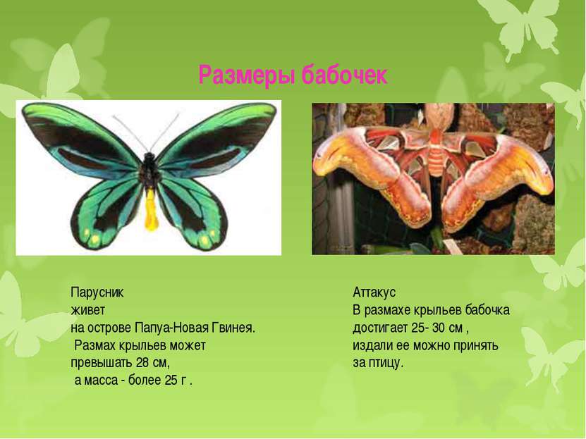 Размеры бабочек Аттакус В размахе крыльев бабочка достигает 25- 30 см , издал...