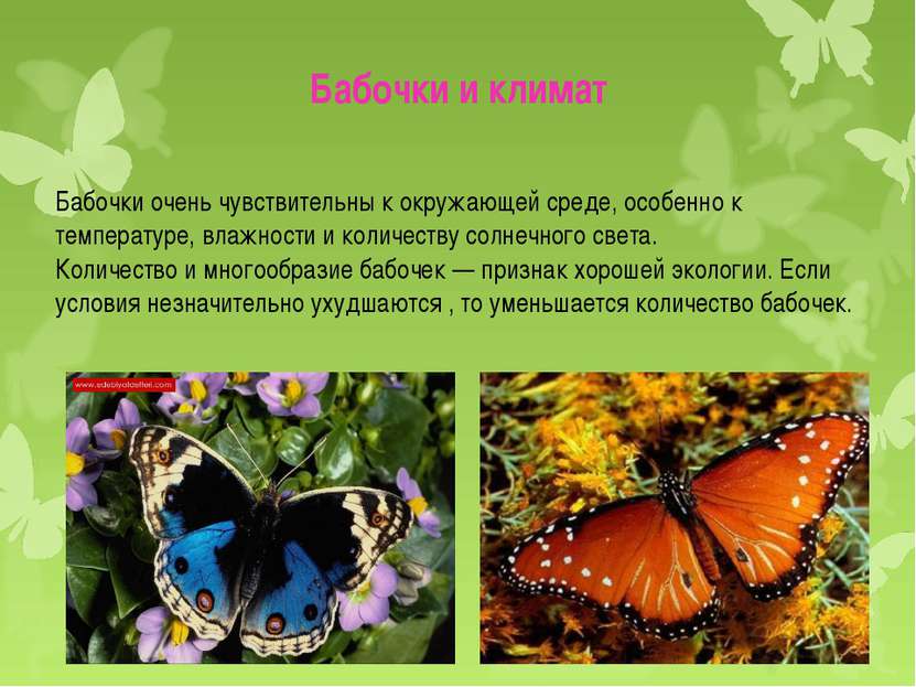 Бабочки очень чувствительны к окружающей среде, особенно к температуре, влажн...