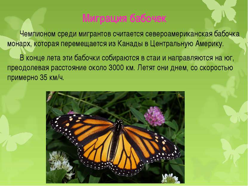 Миграция бабочек Чемпионом среди мигрантов считается североамериканская бабоч...