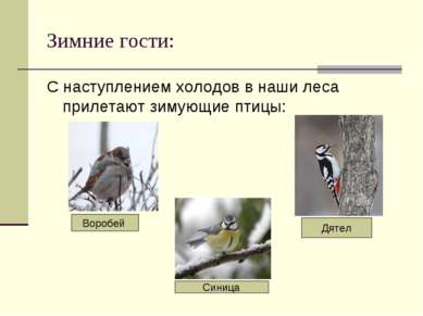 Зимние гости: С наступлением холодов в наши леса прилетают зимующие птицы: Во...