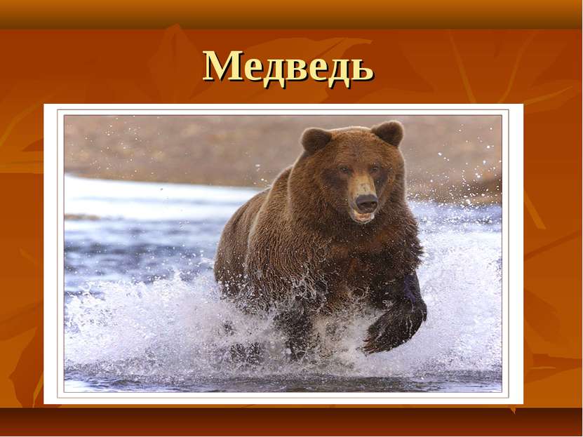 Медведь