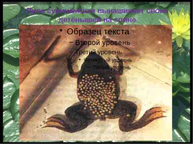 Свистун - крупная южноамериканская лягушка, очень прожорливая …Известны случа...